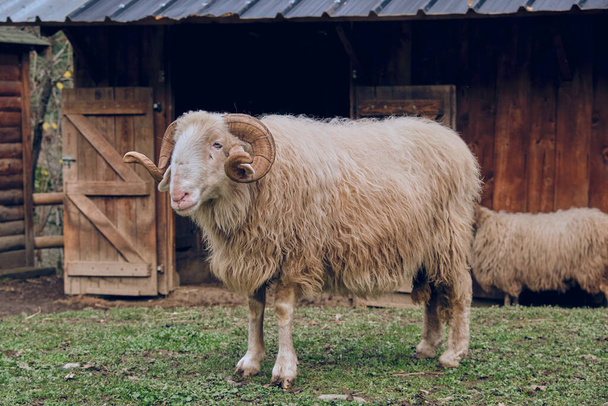 Чарівна біла вівця Скуде з рогами, що пасуться на трав'янистому лузі в колоді біля сараю - Фото, зображення