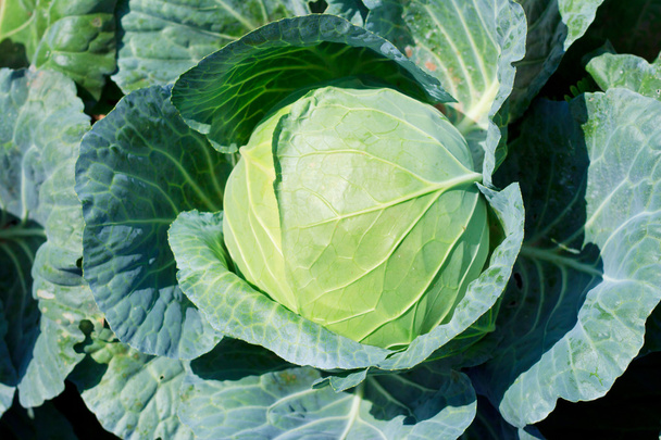Close-up of fresh cabbage in the vegetable garden. - Photo, Image