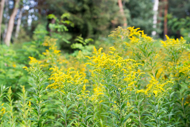 Solidago canadensis, Canada goldenrod yellow flowers closeup selective focus - Photo, Image