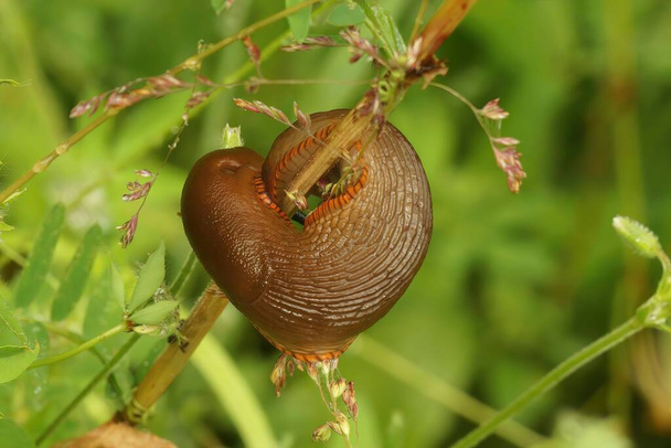 Natural closeup on a curious large red European slug, Arion rufus curled along a twig - Photo, Image