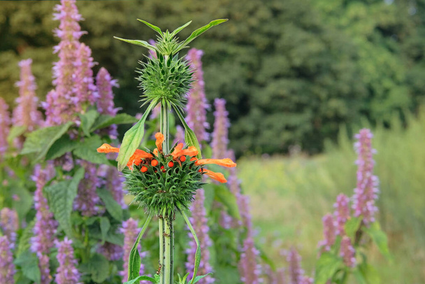 Lions ear of orange color. Leonotis leonurus. Summer flowers on blurred background of green grass. Blooming. - Photo, Image