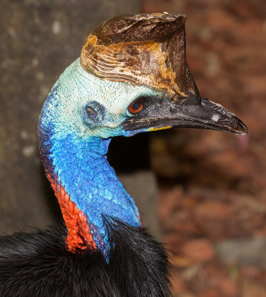 cassowary - Фото, изображение