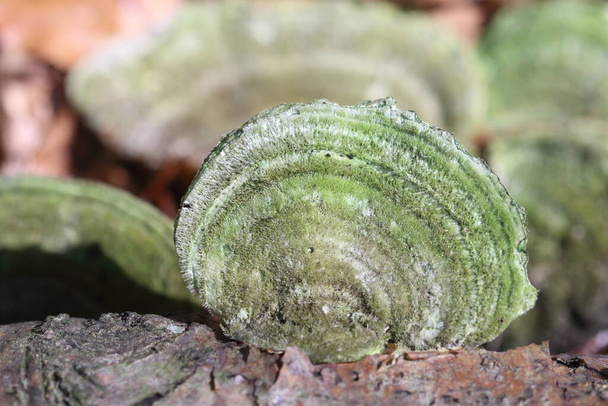 Trichaptum biforme es una especie de hongo poroide de la familia Mordellidae.  - Foto, Imagen