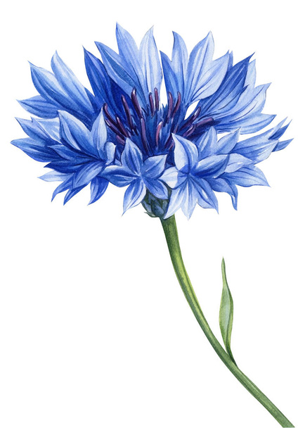 Akvarell kék virág. Kukoricavirág, Kézzel festett vadvirágok, mezei virág elszigetelt fehér háttér tervezés, nyomtatás. Kiváló minőségű illusztráció - Fotó, kép