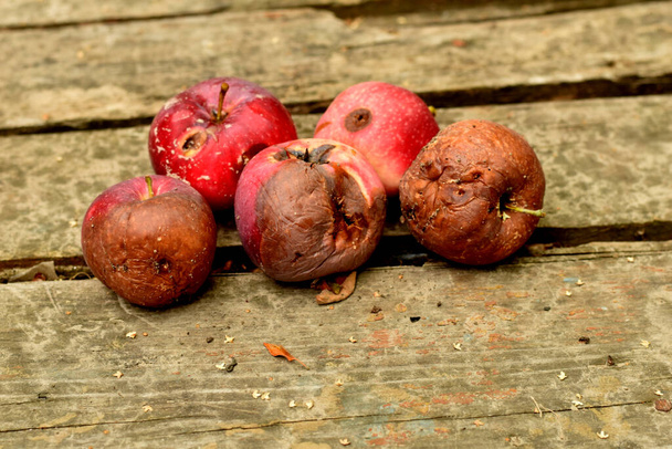 Varias manzanas estropeadas con putrefacción yacen sobre una vieja mesa hecha de tablones. - Foto, imagen