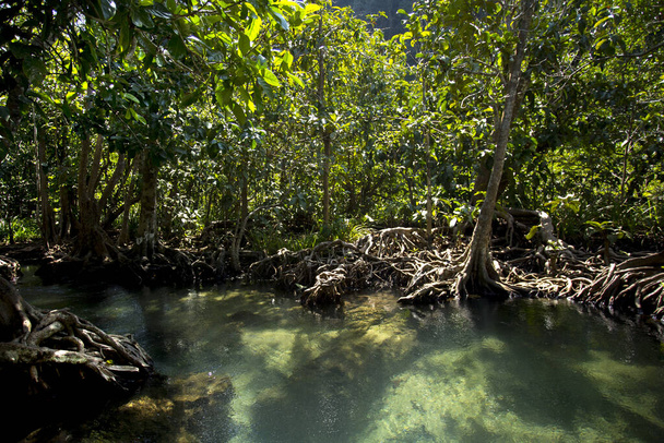 Tha Pom Mangrove Bos in de provincie Krabi in Thailand. - Foto, afbeelding