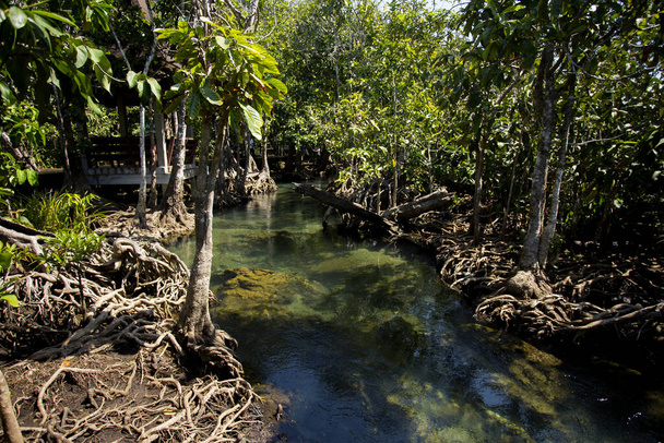 Tha Pom Mangrove Bos in de provincie Krabi in Thailand. - Foto, afbeelding