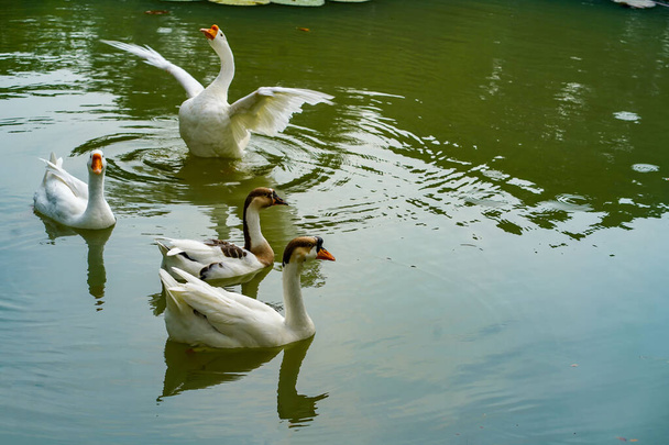 Een groep ganzen zwemt heen en weer in het meertje bij Lembang Park, Menteng, Centraal Jakarta in de zomerdagen - Foto, afbeelding