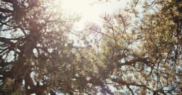 Achtergrond video van een prachtige dennenboom in de stralen van de zon. Een boom met naalden en takken in een prachtige bosrijke omgeving. Hoge kwaliteit 4k beeldmateriaal - Video