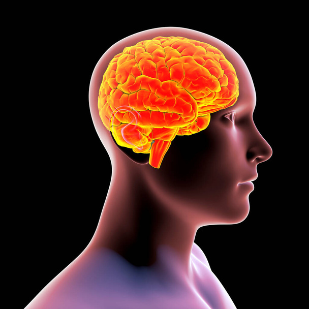解剖学的視覚化と医学教育のために人体内で強調された脳の科学的3Dイラスト. - 写真・画像
