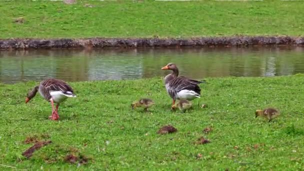 Familia de gansos greylag con bebés pequeños. Anser anser es una especie de ave paseriforme de la familia Anatidae. - Imágenes, Vídeo