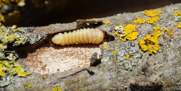 De blafkever larve - een plaag van winterharde vogels, knaagt aan oud, droog hout onder de schors. Bakken om te vissen. Selectieve focus. - Foto, afbeelding