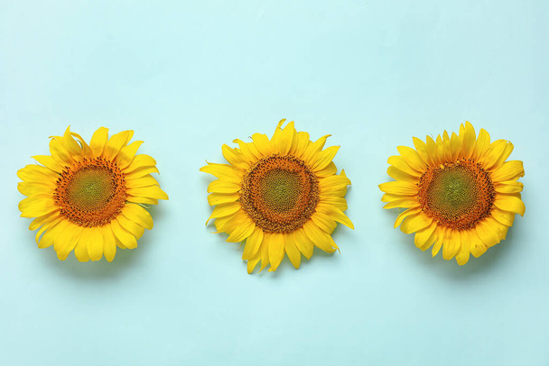 Krásné slunečnice na modrém pozadí - Fotografie, Obrázek