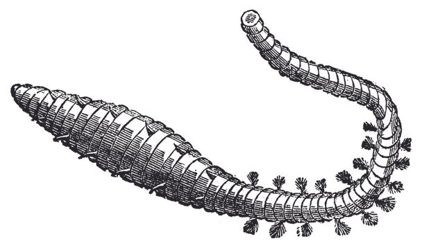 Lugworm, sandworm ou arenicola marina gravura antiga
 - Vetor, Imagem