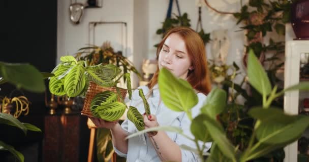 Egy csinos vörös hajú boltos vagy munkás áll a pult mögött, és egy cserepet tart egy fehér vénás Maranta növényrel a kezében. Egy nő gondoskodik a növényekről.. - Felvétel, videó