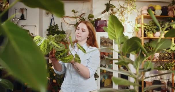 Egy csinos vörös hajú boltos vagy munkás áll a pult mögött, és egy cserepet tart egy fehér vénás Maranta növényrel a kezében. Egy nő gondoskodik a növényekről. Kisvállalkozói koncepció - Felvétel, videó