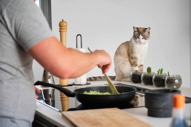 Tabby kat op zoek naar zijn eigenaar koken kool in de keuken. Veganistische kat. - Foto, afbeelding