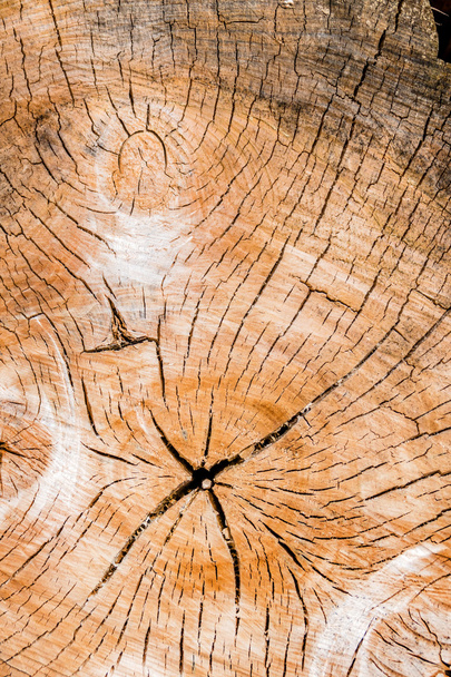 annual rings on a tree trunk - Foto, Imagen