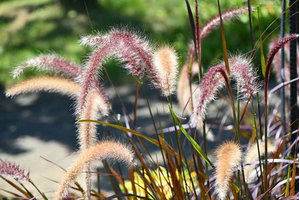 Pennisetum Purple fountain grass. Poaceae perennial plants native to Africa. An ornamental plant with beautiful bronze leaves and reddish-purple flower spikes. - Photo, Image
