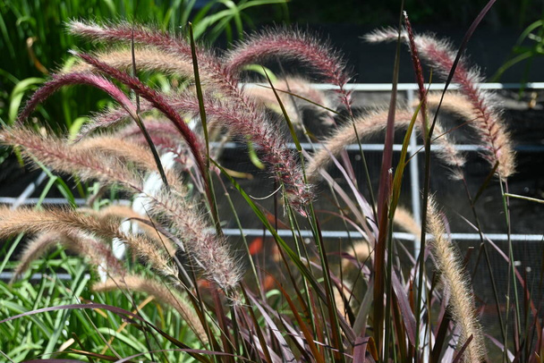 ペンシウム 紫色の噴水の草. アフリカ原産のポイス・ペレニアル植物. 美しい青銅の葉と赤みがかった紫色の花のスパイクを持つ観賞植物. - 写真・画像