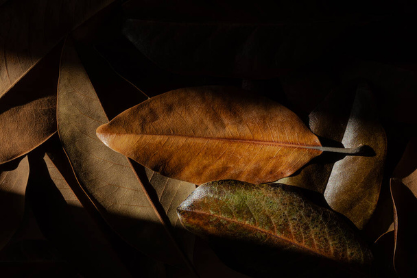 Widok z bliska wysuszonych liści magnolii z pasem światła słonecznego - Zdjęcie, obraz