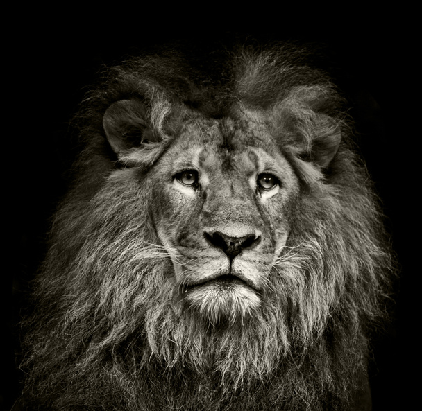 悲しいライオン - 写真・画像