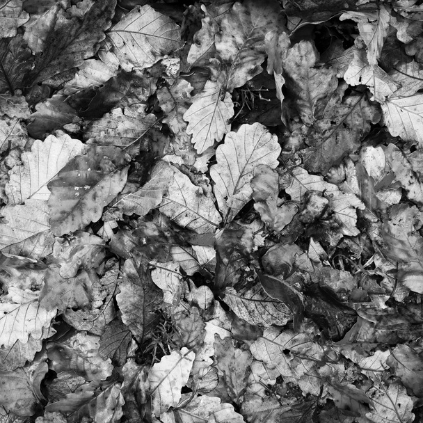 Autumn Leaves Black and White - Photo, Image