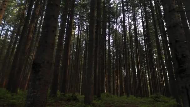Forest Idyll: Morning Kauneus Mountainous Woods nähnyt sisältä - Materiaali, video