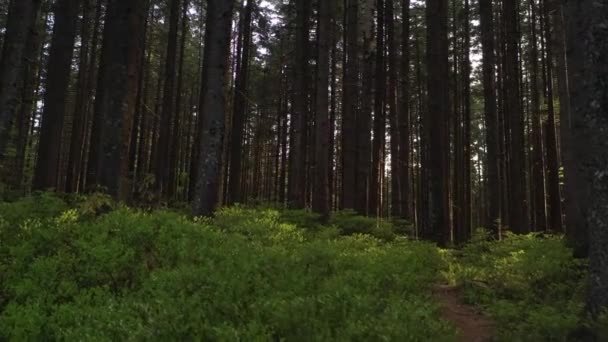 Orman açıldı: Dağlık Ormanın Kalbine Sabah Görüşü - Video, Çekim