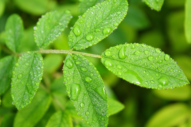 Zielonych liści i krople deszczu - Zdjęcie, obraz