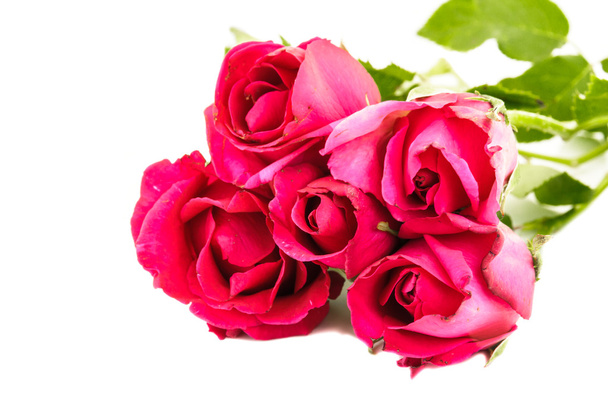 Róża czerwona - Zdjęcie, obraz