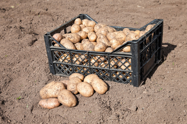 Batatas de colheita
 - Foto, Imagem