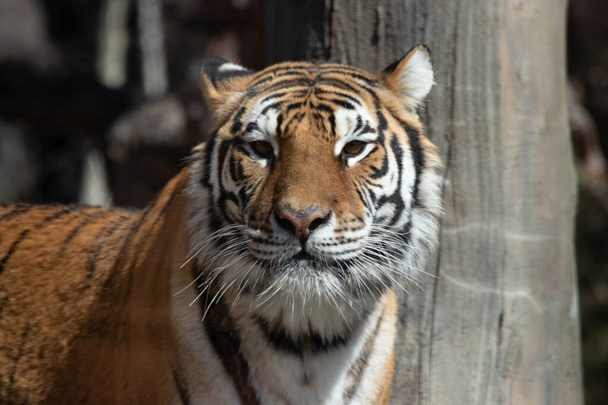 Side view portrait of Amur tiger, also known as the Siberian tiger - Photo, Image