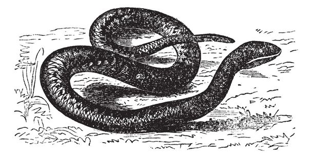 Vipera aspis of Europese viper. Vintage gravure. - Vector, afbeelding