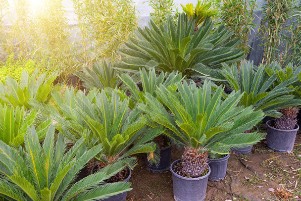 Sago cycad or cycas cairnsiana plant seedlings planted in separate pots for sale and sale, landscaping gardens - Photo, Image