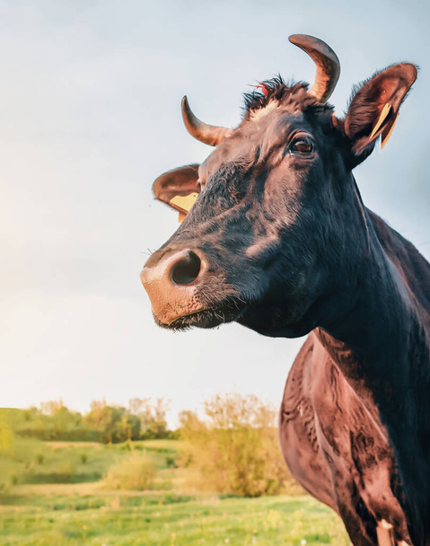 Portrait d'une vache aux rayons du soleil du soir. La vache inclina la tête sur le côté - Photo, image