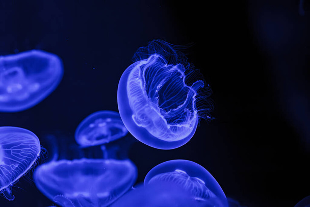 onderwater schieten van prachtige Aurelia aurita close-up - Foto, afbeelding