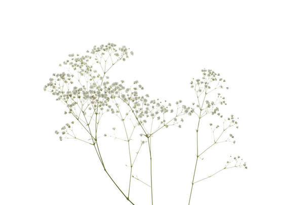 Suszony kwiat rośliny izolowany na białym tle - Zdjęcie, obraz