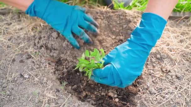 Weibliche Hände in Handschuhen pflanzen einen Tomatensetzling in die Erde, von oben betrachtet. Hochwertiges FullHD-Filmmaterial - Filmmaterial, Video
