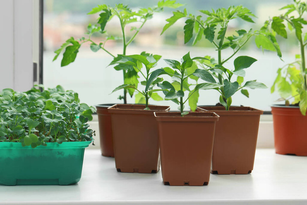 Different seedlings growing in plastic containers with soil on windowsill indoors - Foto, immagini