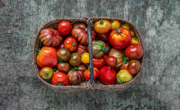 Cosecha de otoño - tomates orgánicos multicolores sin tratar en una canasta sobre un fondo de madera, vista superior - Foto, imagen