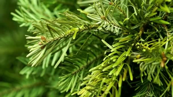 Coniferous Tree Rotate. Top View. - Footage, Video