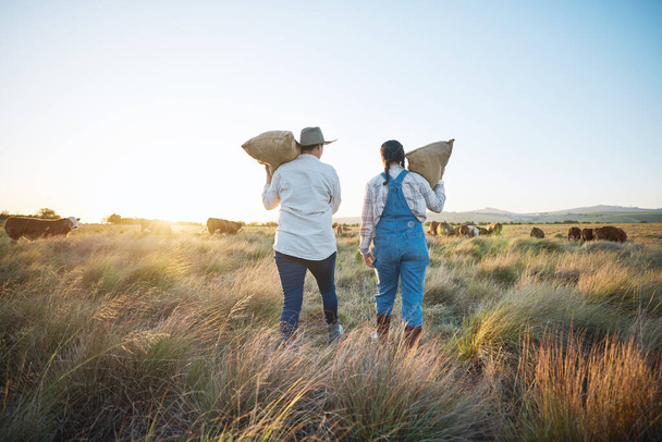 People, bag or farmers walking to cattle on field harvesting poultry livestock in small business together. Dairy production, teamwork or women carrying sack for animal growth or cattle in nature. - Photo, Image