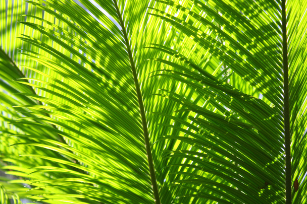 Palm verlaat - Foto, afbeelding
