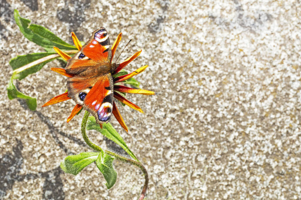 бабочка с открытыми крыльями на цветке, растущем между каменной крышкой. Экология и промышленность - Фото, изображение