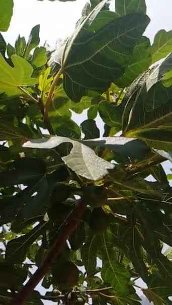 Piękno gałęzi figowego drzewa w bujnym kwiecie. Nagranie pokazuje gałęzie pokryte małymi, zielonymi figami. Figi dopiero zaczynają dojrzewać i są pełne potencjału. - Materiał filmowy, wideo