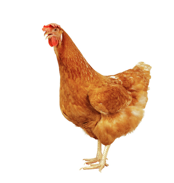 ολόκληρο το σώμα της κότας τηγανίστε το κοτόπουλο που στέκεται απομονωθεί λευκό αμουδερές - Φωτογραφία, εικόνα