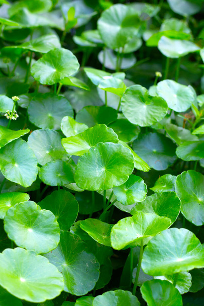 Centella asiatica (gotu kola). Φρέσκα πράσινα φύλλα βοτάνων. - Φωτογραφία, εικόνα