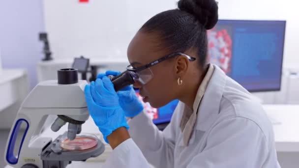 Lääketieteellinen, mikroskooppi ja kannettava musta nainen, tutkimus ja DNA-koe laboratoriossa. Terveydenhuolto, tietokone ja tiedemies tuloksia, tietojen analysointi ja asiantuntija testi, bakteerit tai näyte. - Materiaali, video