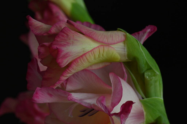 close up vista de flores cor-de-rosa no fundo escuro - Foto, Imagem